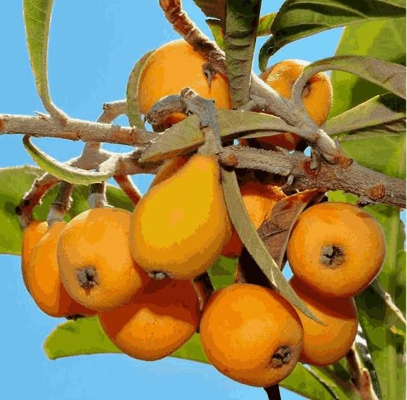 Apricot Tree seeds