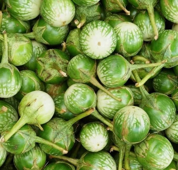 Thai Eggplant Seed (Pack of 50) with Plant Growth Serum