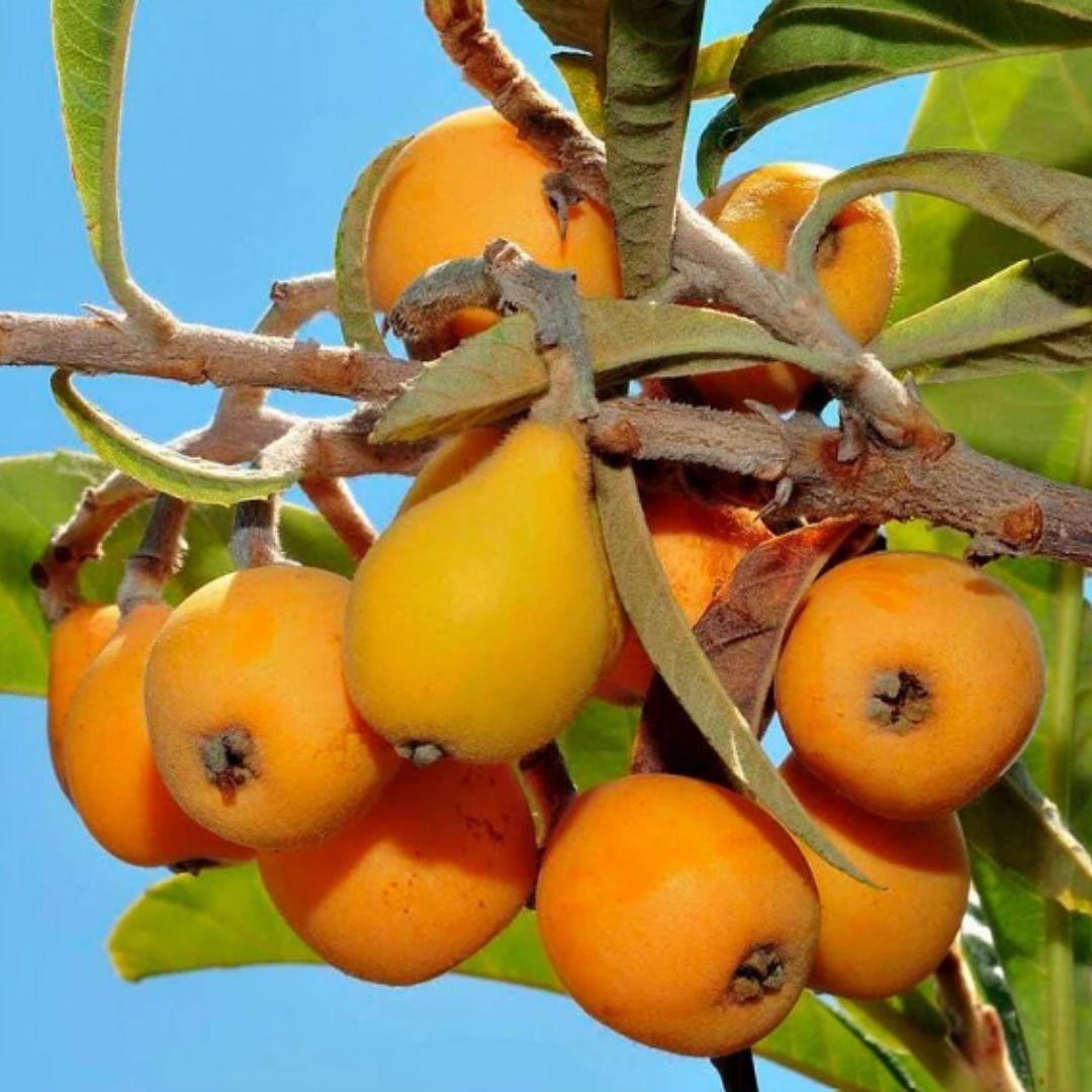 Apricot Tree seeds