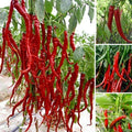 Hybrid Chilli Seeds