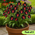 Rare Monkey Face Seeds Pack of 2