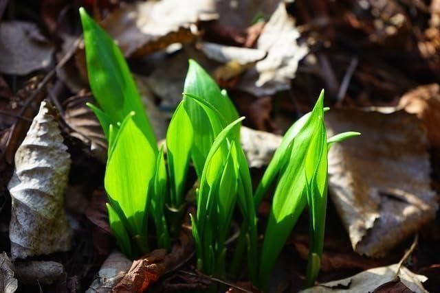 Garlic seeds ( Pack of 20) + Free Plant Growth Serum