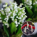 LILY OF THE VALLEY?HAPPINESS ARRIVES  Seeds (Pack of 1)