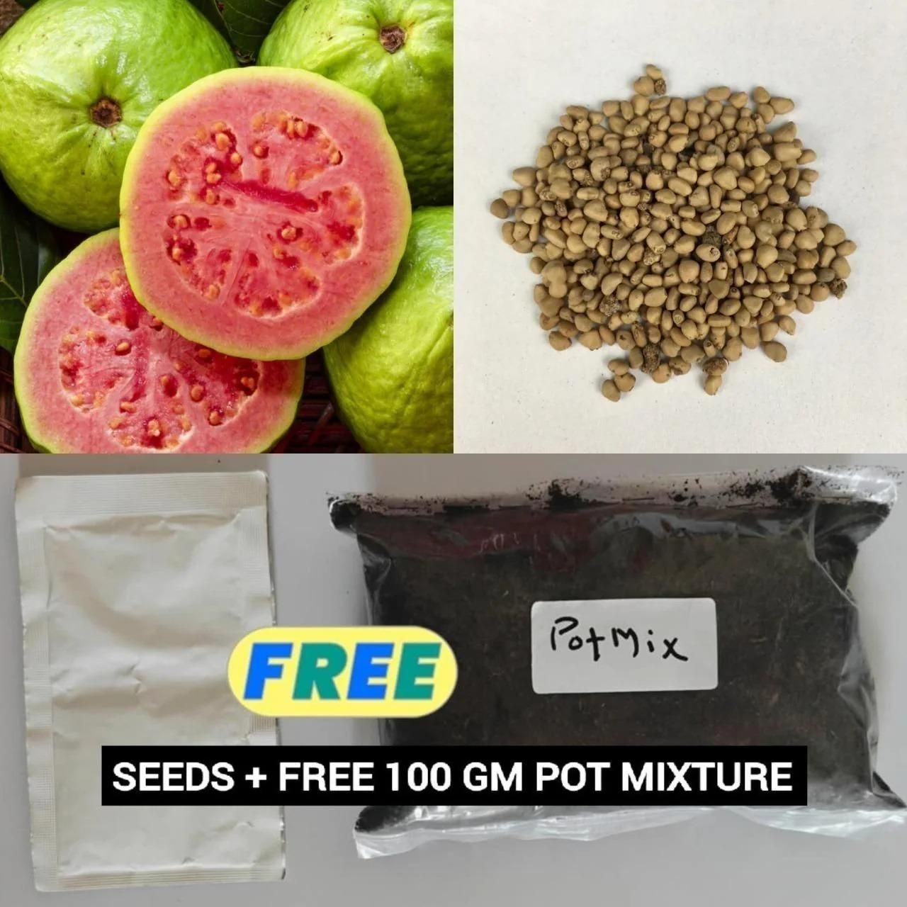 Imported Seeds Guava