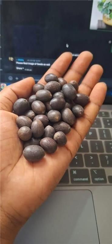Bonsai Lotus Flower Seeds (50pc)