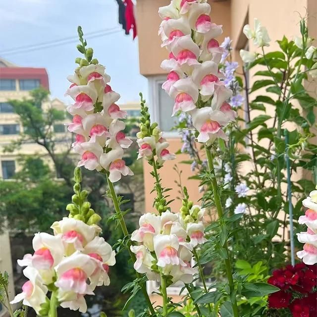 Snapdragon Seeds (Free Pot Mixture 100 gm)