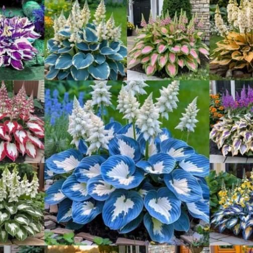 Shade-Tolerant and Cold-Hardy Hosta Flowers (Pack of 2)