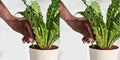 Plant Grow Fertilizer Sticks For Plants - 25 Stick Pack of 2