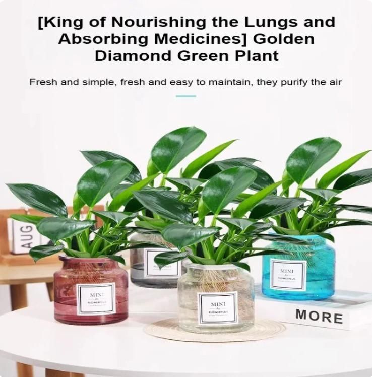 Lung Nourishing Plant