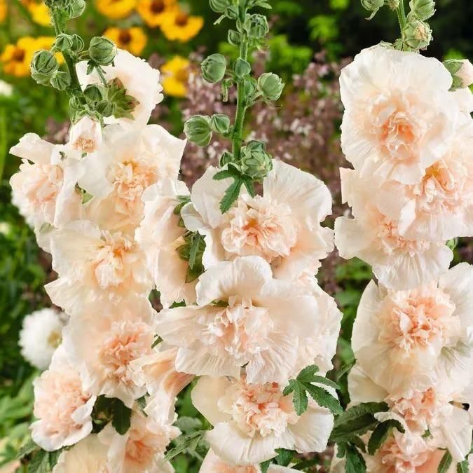 Imported Hollyhock Seeds	(Pack of 2)