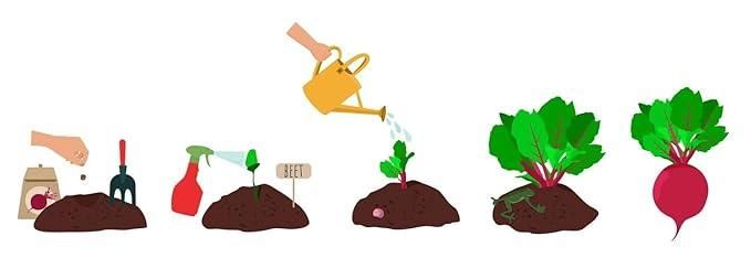 Beetroot Seeds (Free Organic Pot Mix 100 gm)