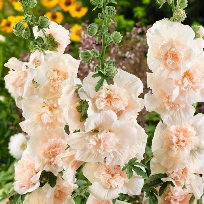 Imported Hollyhock Seeds