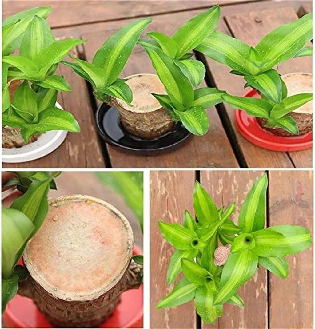 Brazilian Lucky Wood, Mini Home Plant Decorations	(Pack of 2)