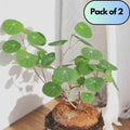 Stephania Erecta Plant Pack of 2