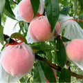 Fruit Protection Bags with Drawstring (Pack of 25)
