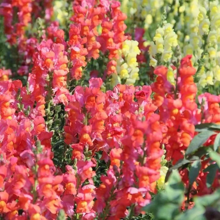 Snapdragon Seeds (Free Pot Mixture 100 gm)