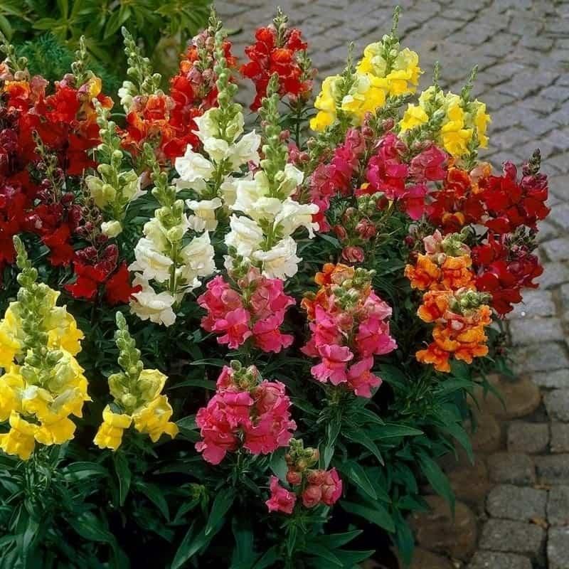 Snapdragon Seeds (Free Pot Mixture 100 gm)