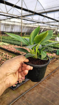 Lung Nourishing Plant